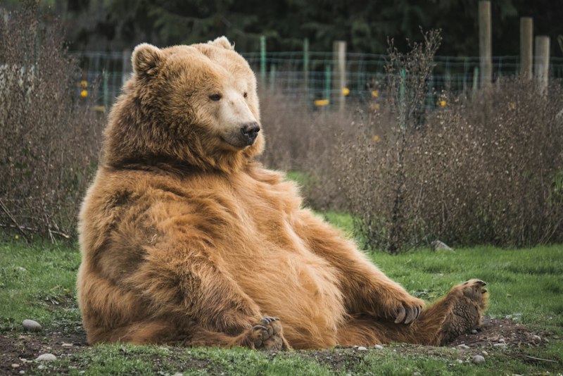 grizzly-bear-yellowstone-wildlife-corridor
