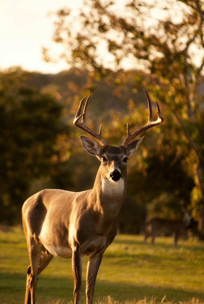 rocky-mountain-elk-grand-teton-sunrise